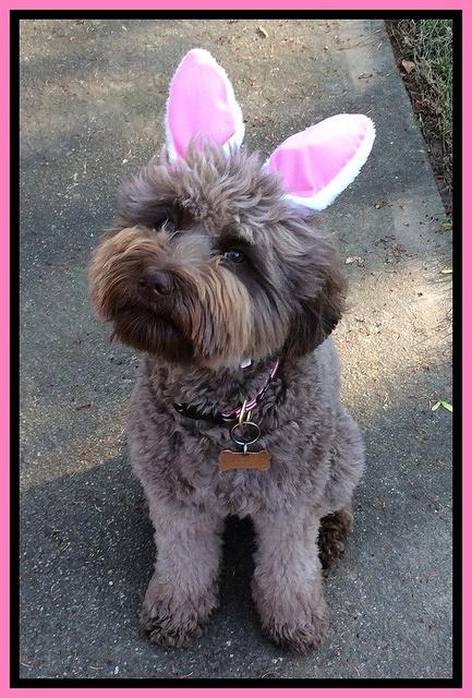 Biscuit Hoppy Easter
