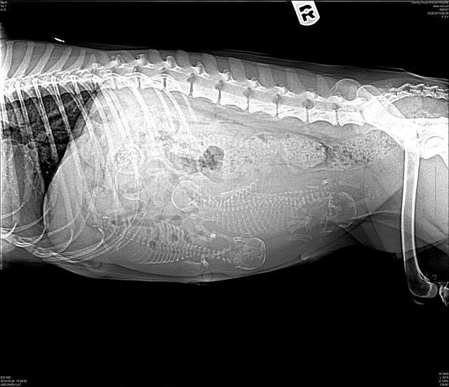 Biscuit preg xray Reagan...Preg 1