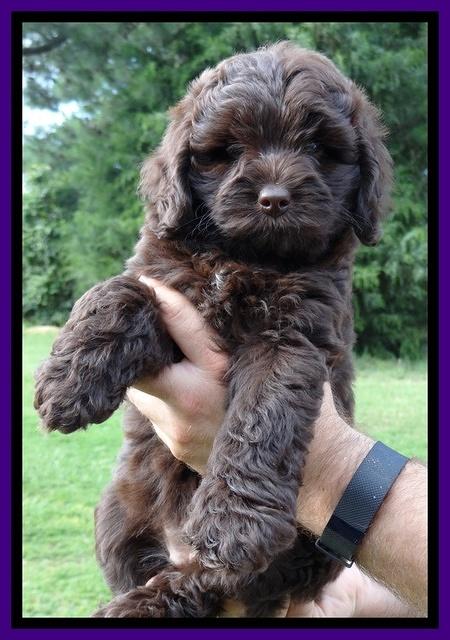 Biscuit REagan pups 7 wks old 11