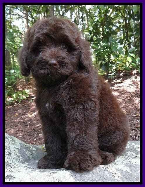 Biscuit REagan pups 8 wks old Purple 21