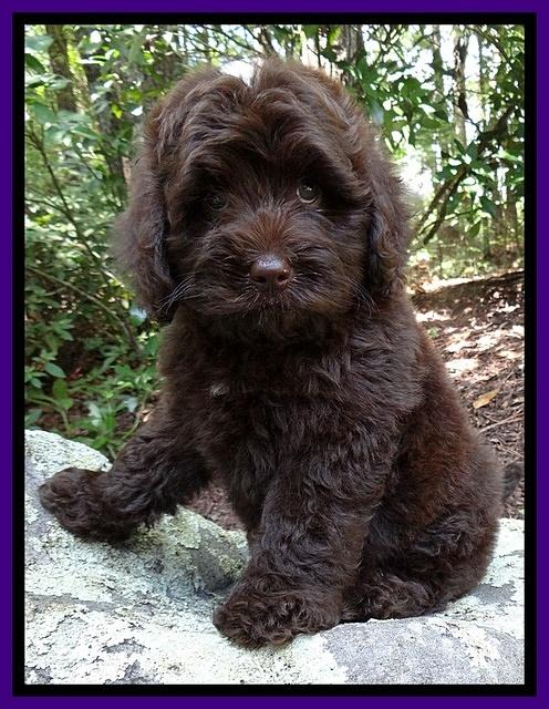 Biscuit REagan pups 8 wks old Purple 31