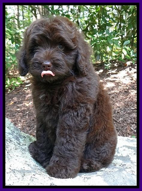 Biscuit REagan pups 8 wks old Purple 41