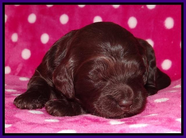 Biscuit Reagan 2 wks old 71