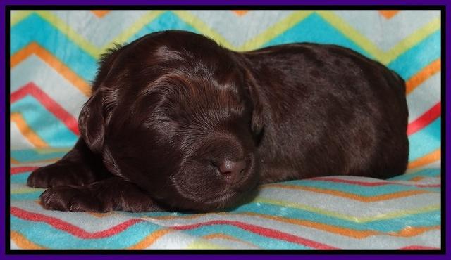 Biscuit Reagan pups 1 week old 21