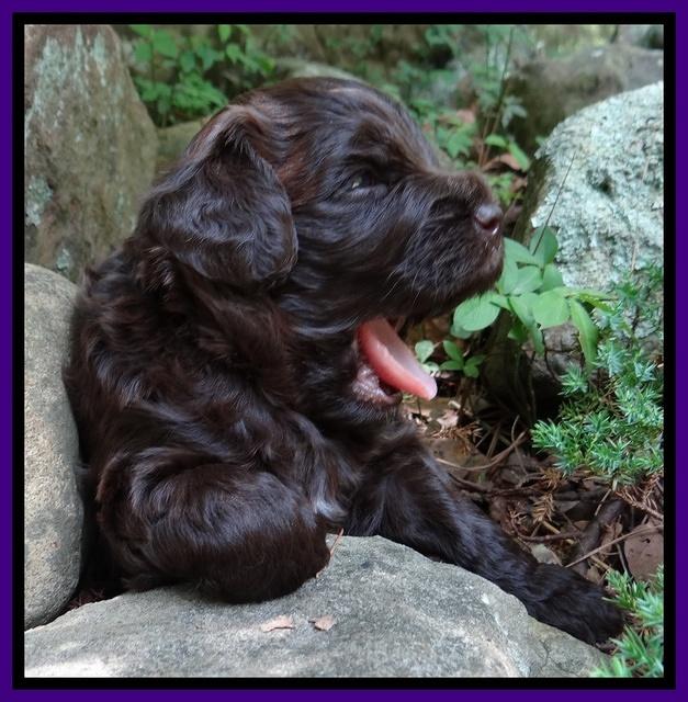 Biscuit Reagan pups 3 wks old 11