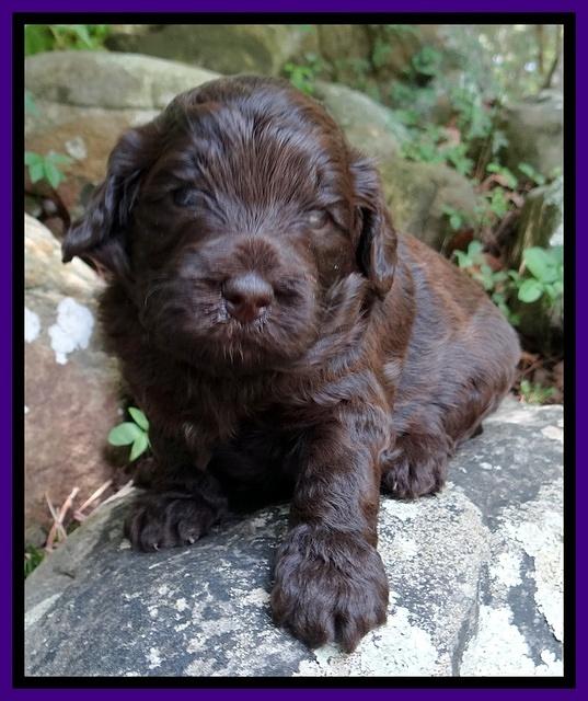 Biscuit Reagan pups 3 wks old 31