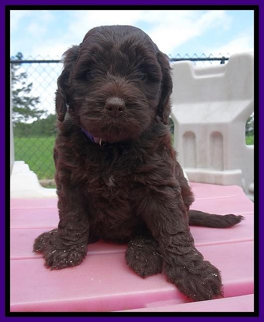 Biscuit Reagan pups 5 wks old 21