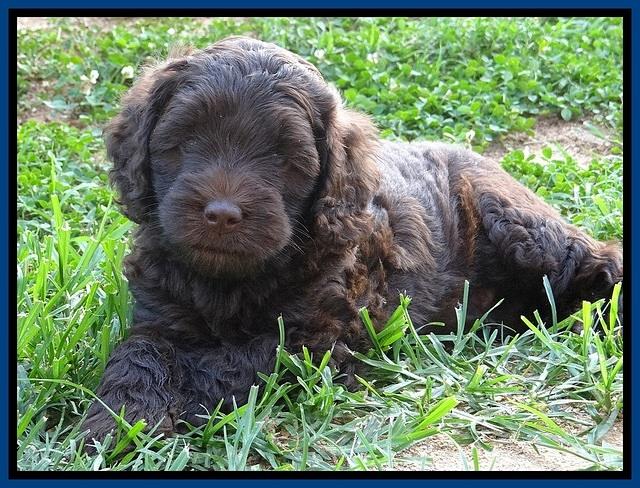 Biscuit REagan pups 6 wks old 101
