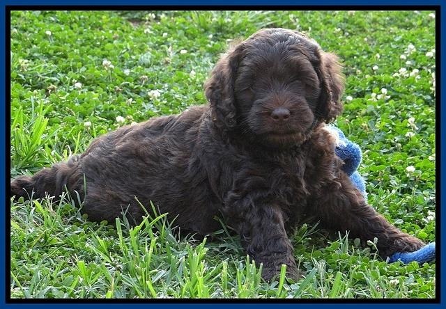 Biscuit REagan pups 6 wks old 61