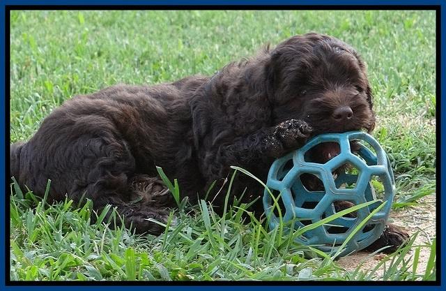 Biscuit REagan pups 6 wks old 81