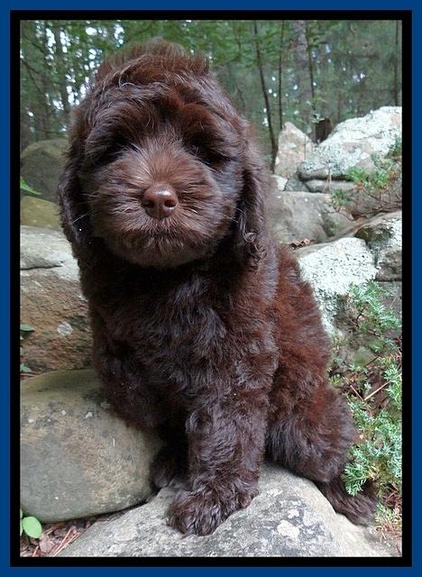 Biscuit REagan pups 8 wks old Blue11