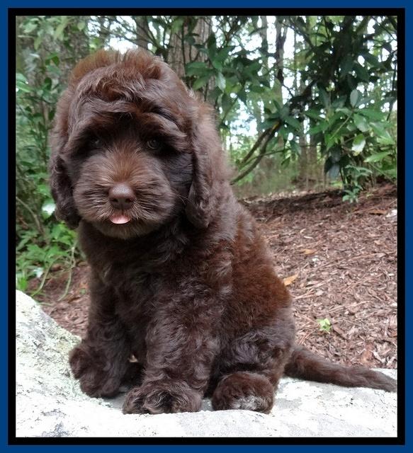 Biscuit REagan pups 8 wks old Blue31