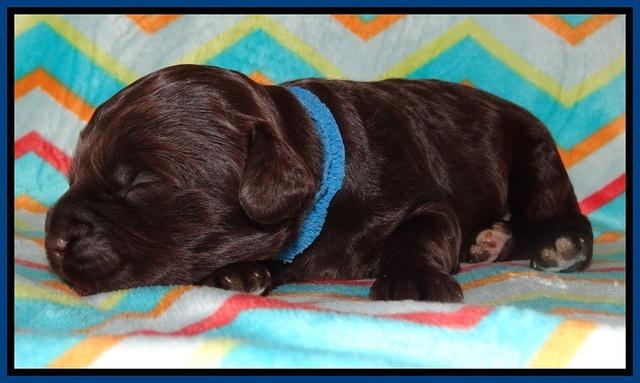 Biscuit Reagan pups 1 week old 31