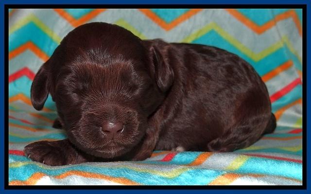 Biscuit Reagan pups 1 week old 41