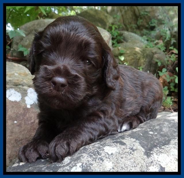 Biscuit Reagan pups 3 wks old 51
