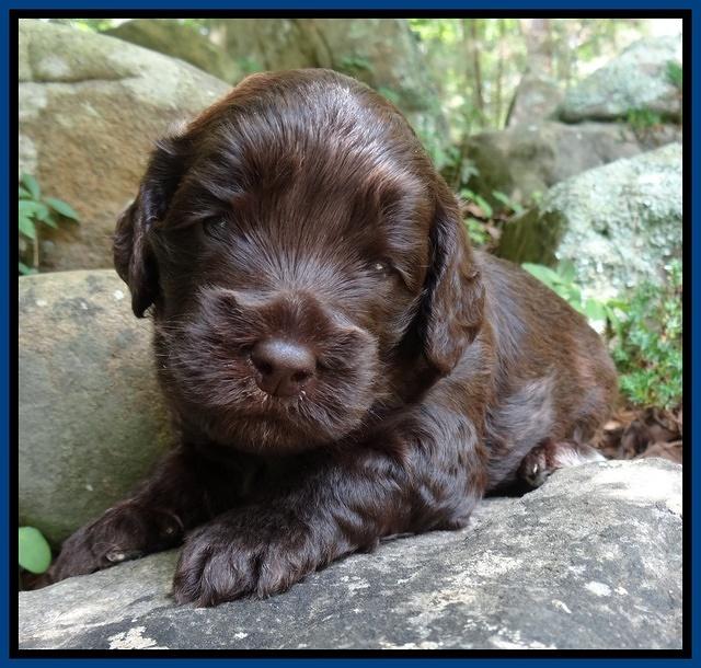 Biscuit Reagan pups 3 wks old 61