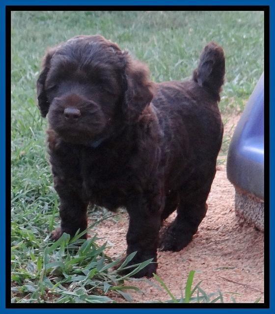 Biscuit Reagan pups 5 wks old 61