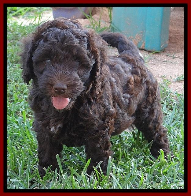 Biscuit REagan pups 6 wks old 141