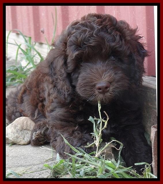 Biscuit REagan pups 7 wks old 111