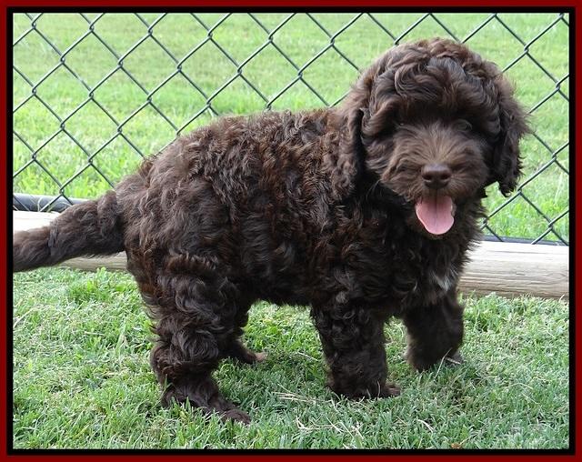 Biscuit REagan pups 7 wks old 91