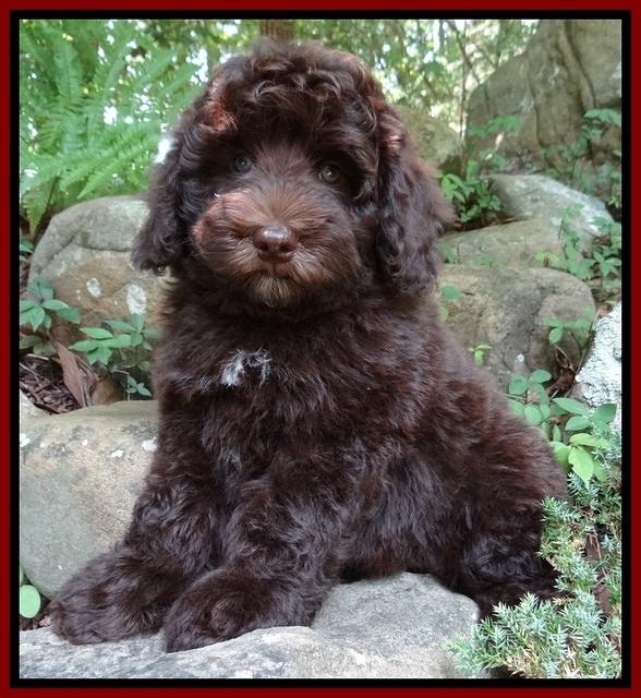 Biscuit REagan pups 8 wks old red boy 21