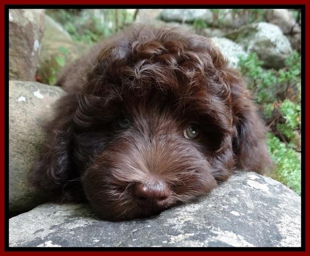 Biscuit REagan pups 8 wks old red boy 31