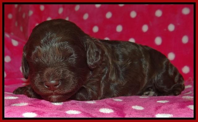Biscuit Reagan 2 wks old 131