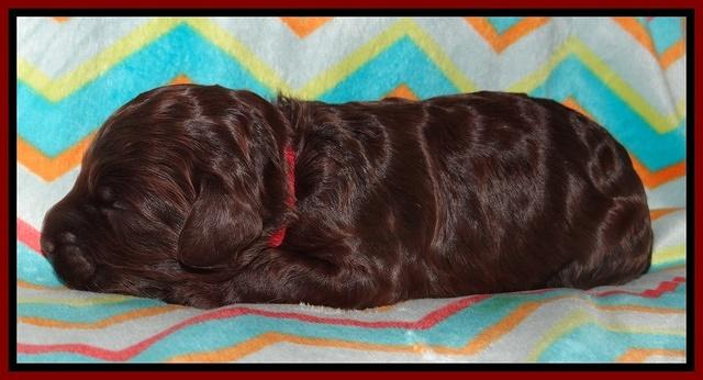 Biscuit Reagan pups 1 week old 51