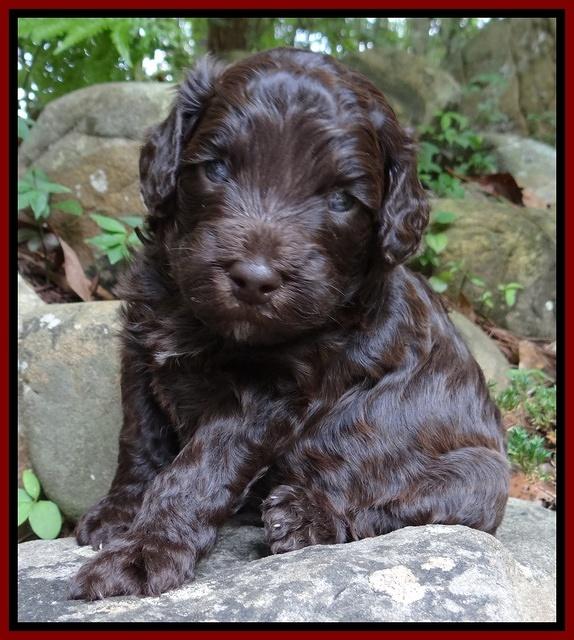 Biscuit Reagan pups 3 wks old 71