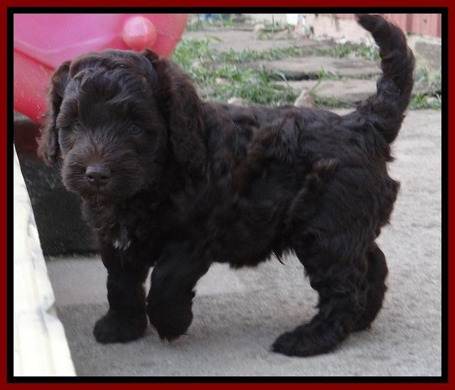 Biscuit Reagan pups 5 wks old 91