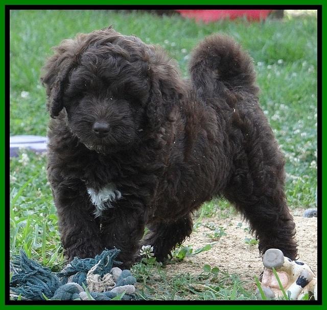 Biscuit REagan pups 6 wks old 151
