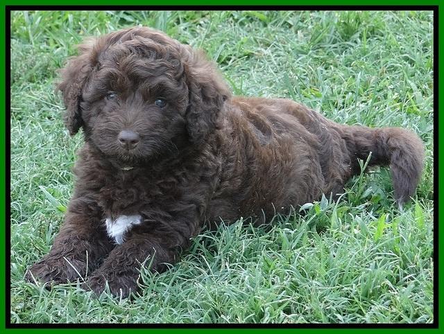 Biscuit REagan pups 6 wks old 181