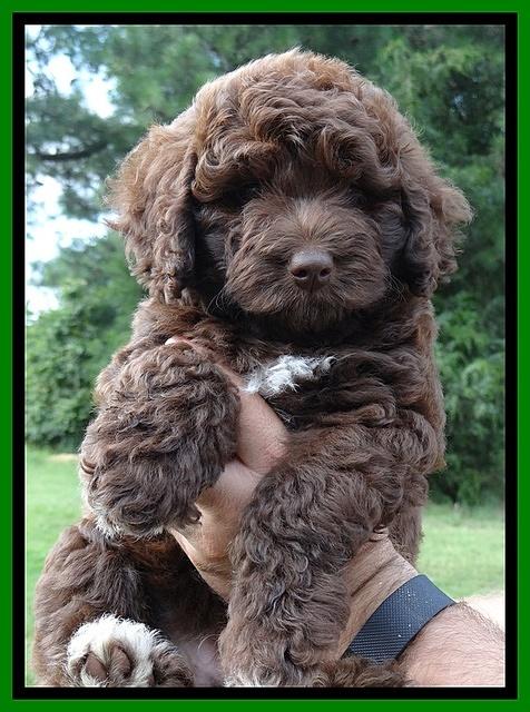 Biscuit REagan pups 7 wks old 141