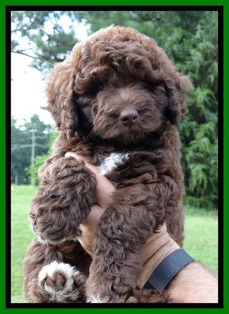 Biscuit REagan pups 7 wks old 151