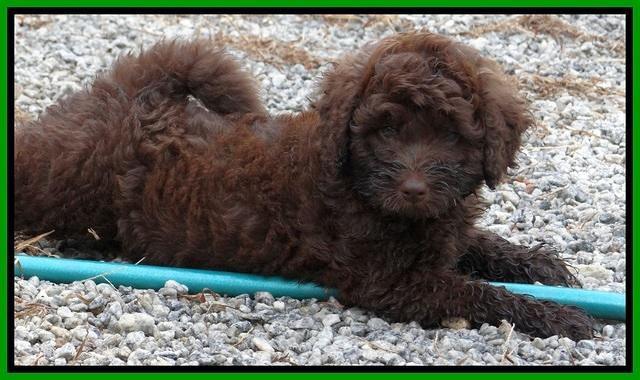 Biscuit REagan pups 7 wks old 161