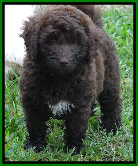 Biscuit REagan pups 7 wks old 171