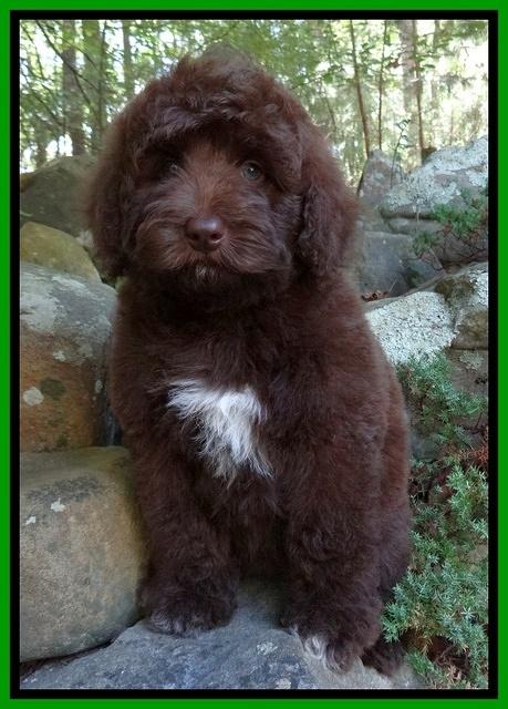 Biscuit REagan pups 8 wks old lime girl 21