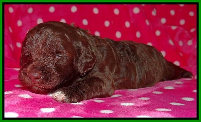 Biscuit Reagan 2 wks old 151