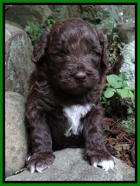 Biscuit Reagan pups 3 wks old 101