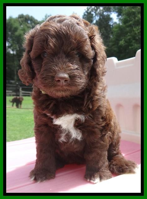 Biscuit Reagan pups 5 wks old 131