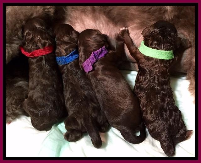 Biscuit REagan newborn 11