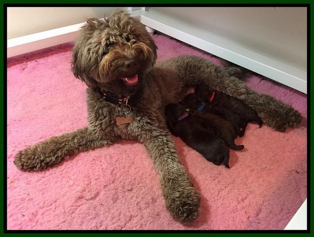 Biscuit Reagan pups 1 week old 3100