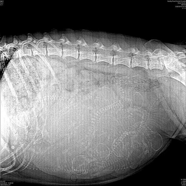 Noelle preg xray preg 1