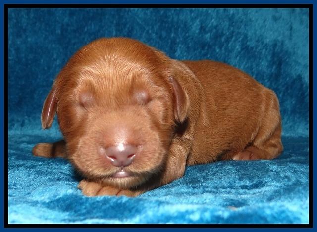 Noelle Dawson Newborn 11