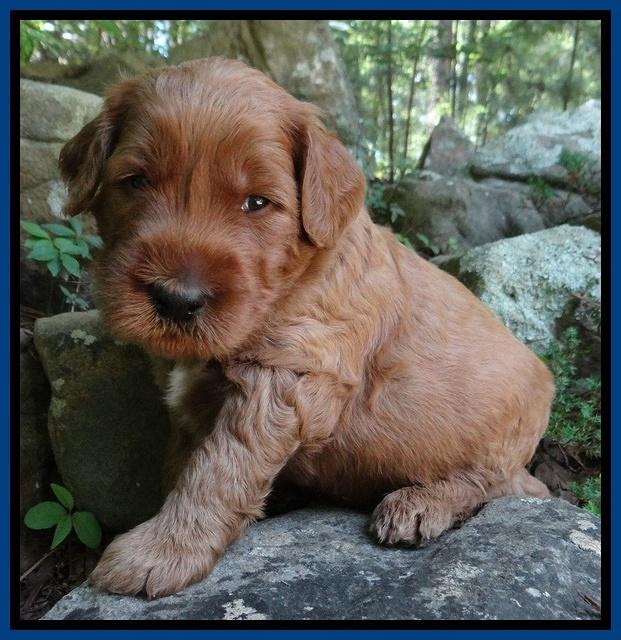 Noelle Dawson pups 3 wks old 11