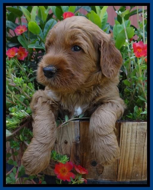 Noelle Dawson pups 4 wks old 11