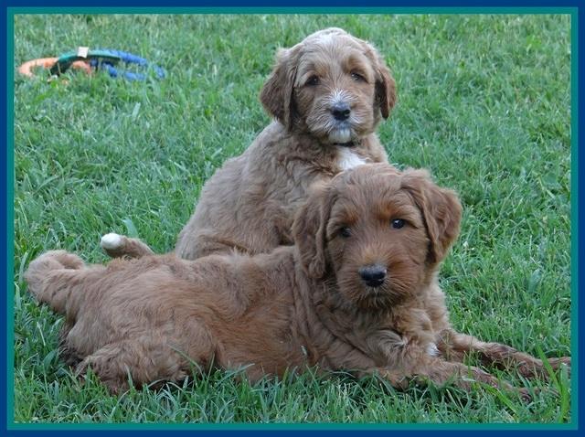 Noelle Dawson pups 5 wks old 11
