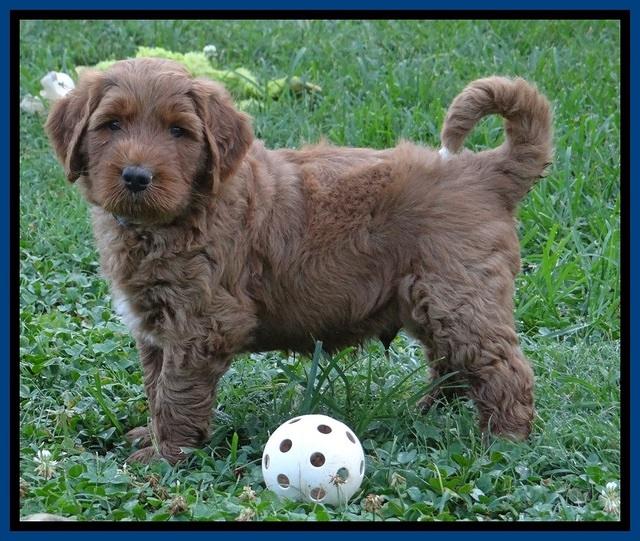 Noelle Dawson pups 5 wks old 31