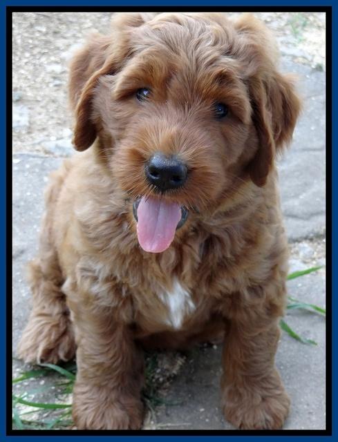 Noelle Dawson pups 6 wks old 21