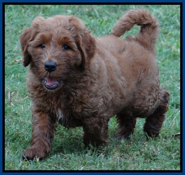 Noelle Dawson pups 6 wks old 41